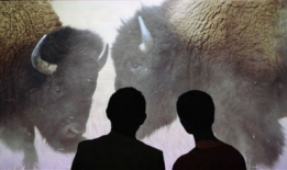 猩猩交配视频,揭秘灵长类动物的交配奥秘